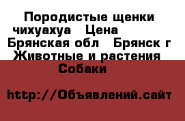 Породистые щенки чихуахуа › Цена ­ 8 000 - Брянская обл., Брянск г. Животные и растения » Собаки   